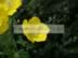 Yellow poppy.jpg (62kb)